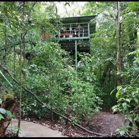 Jungle Living Tree Houses モンテベルデ エクステリア 写真
