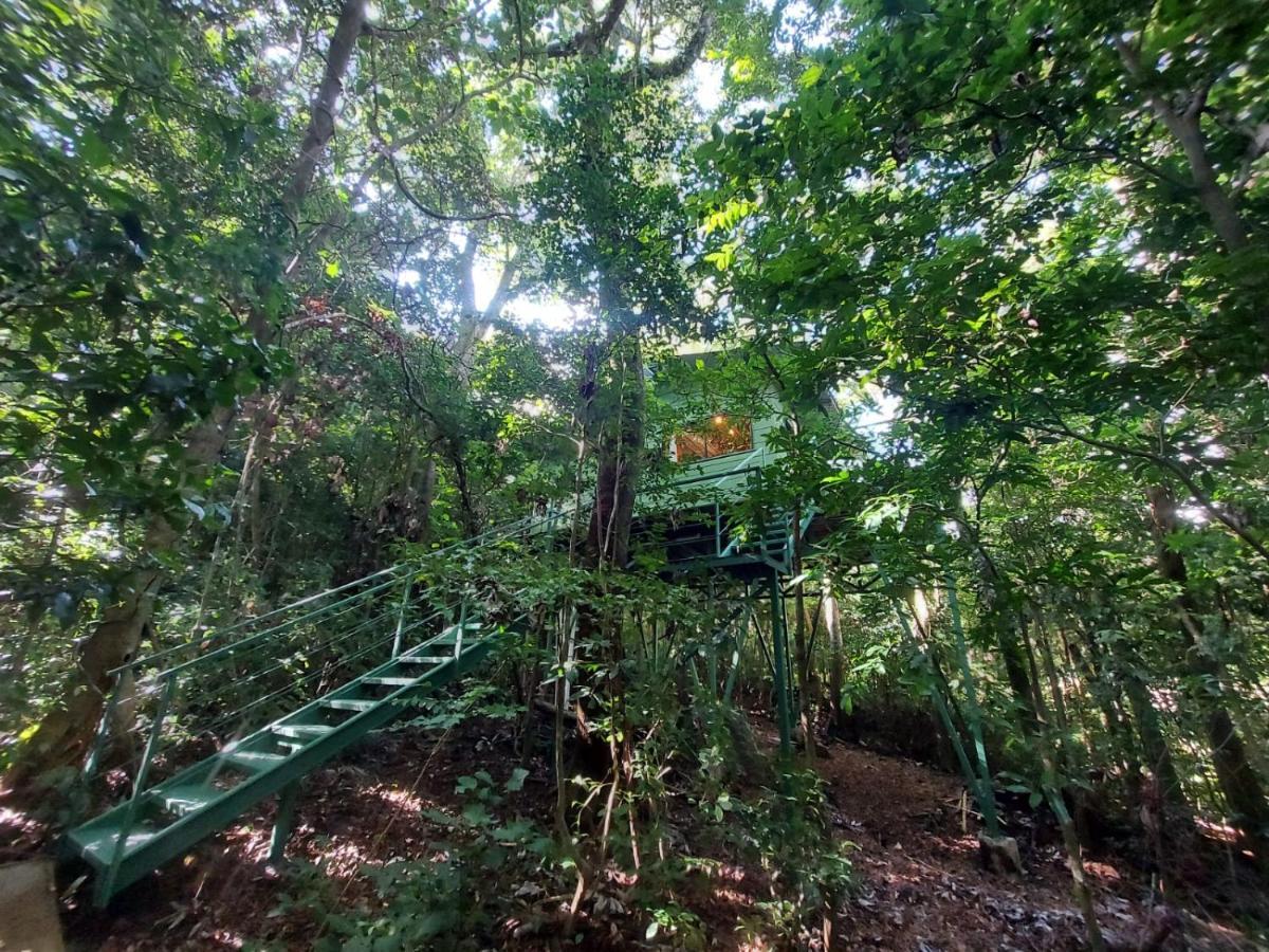 Jungle Living Tree Houses モンテベルデ エクステリア 写真