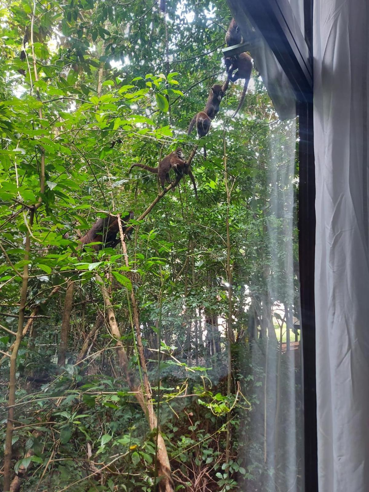 Jungle Living Tree Houses モンテベルデ エクステリア 写真