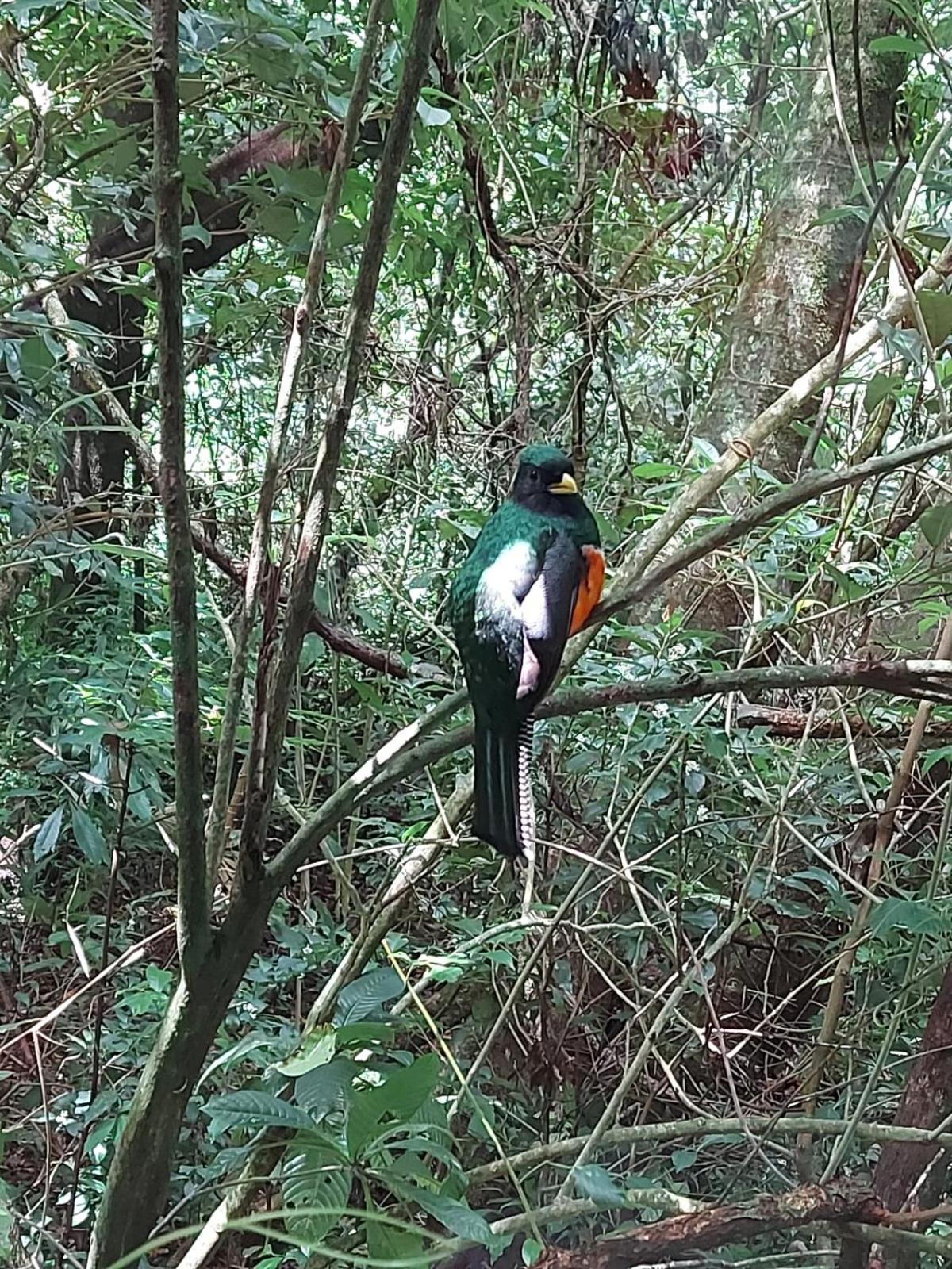Jungle Living Tree Houses モンテベルデ エクステリア 写真