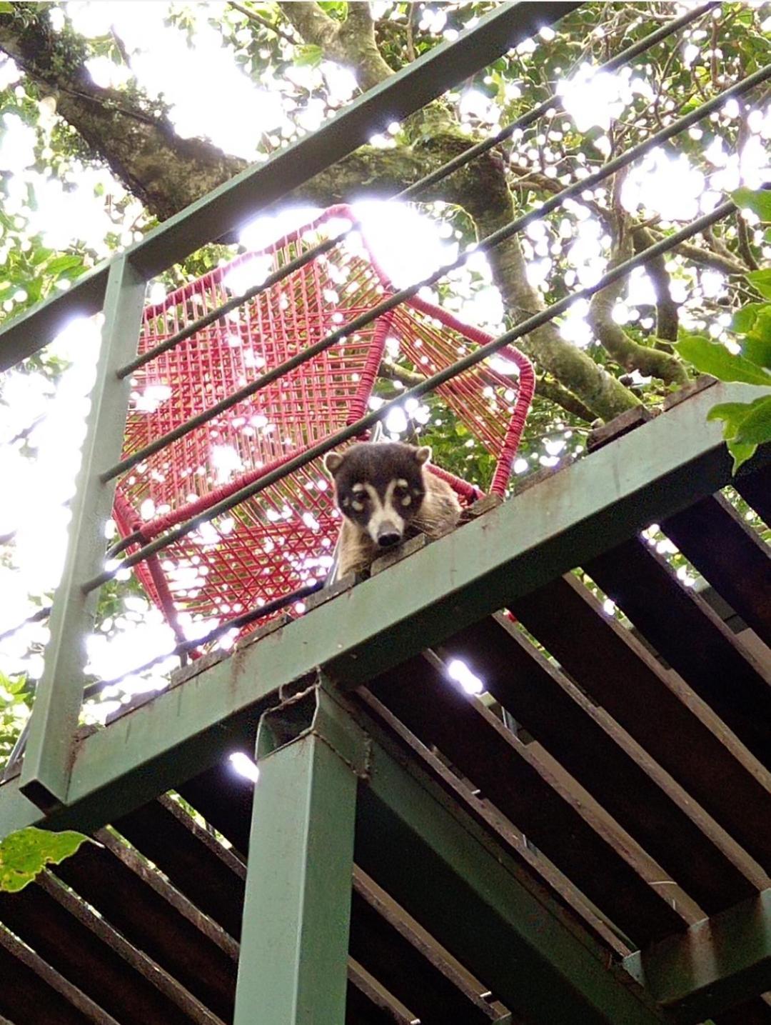 Jungle Living Tree Houses モンテベルデ エクステリア 写真