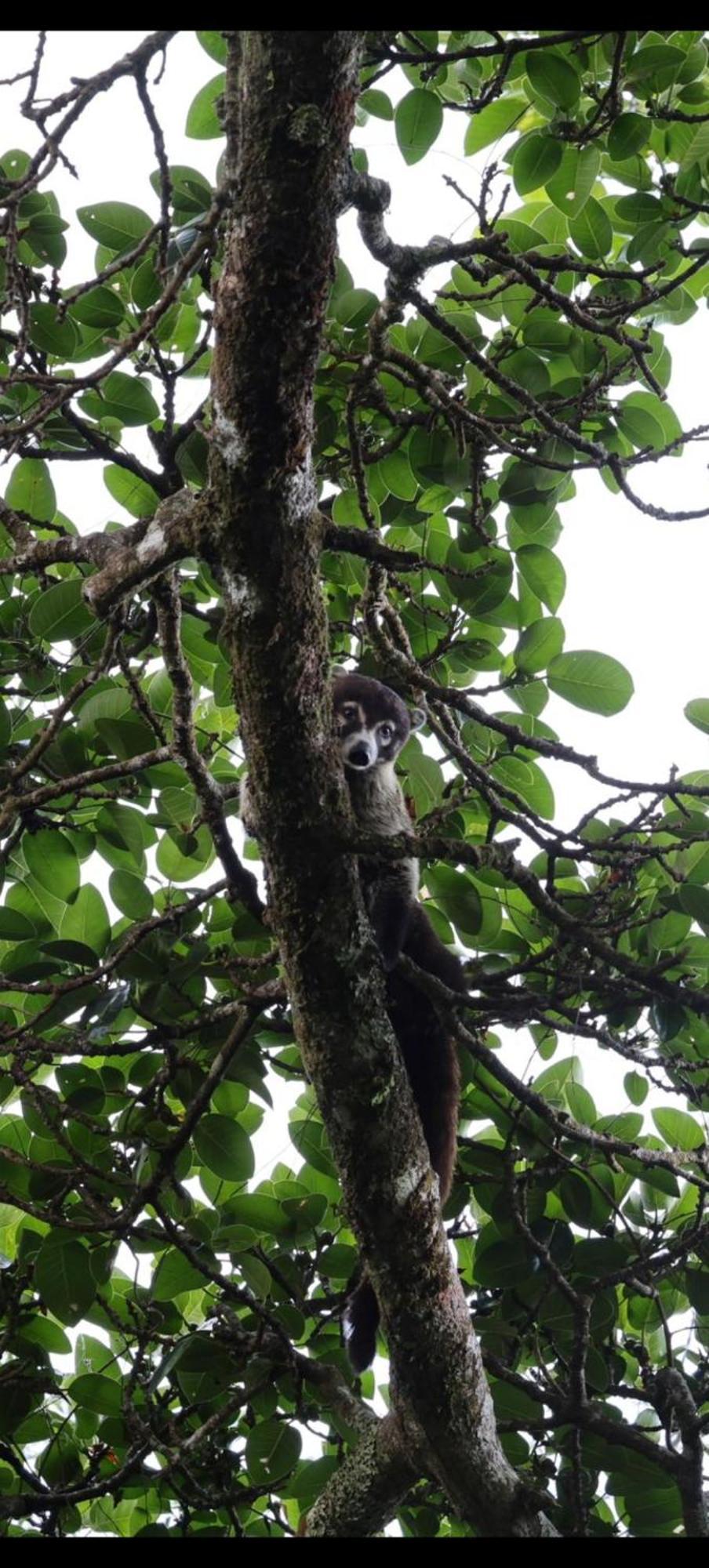 Jungle Living Tree Houses モンテベルデ エクステリア 写真