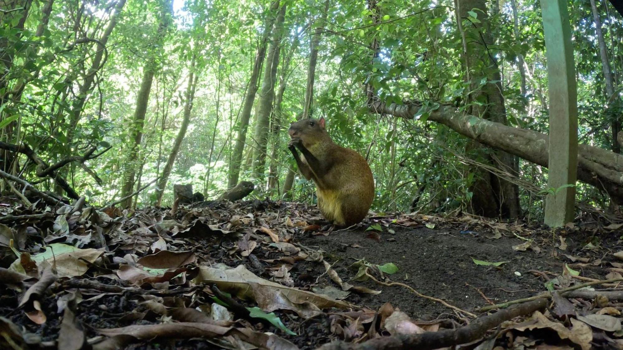 Jungle Living Tree Houses モンテベルデ エクステリア 写真