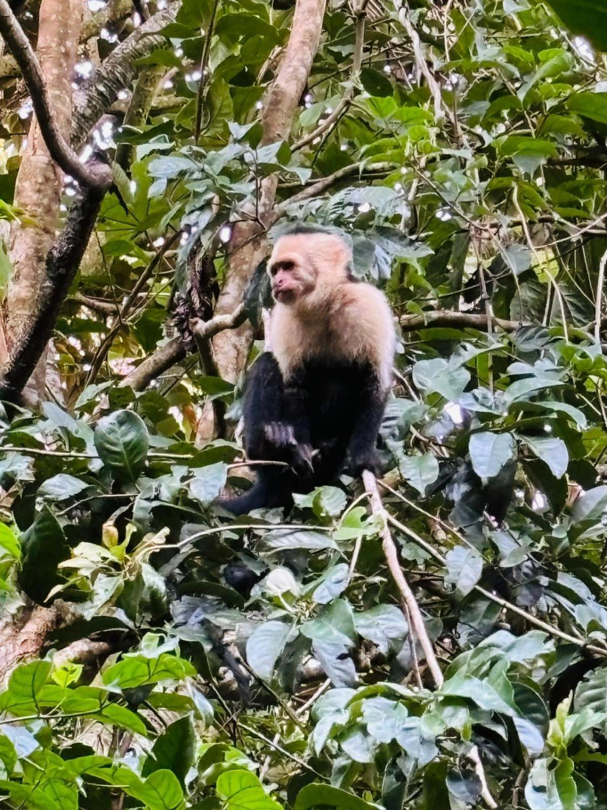 Jungle Living Tree Houses モンテベルデ エクステリア 写真