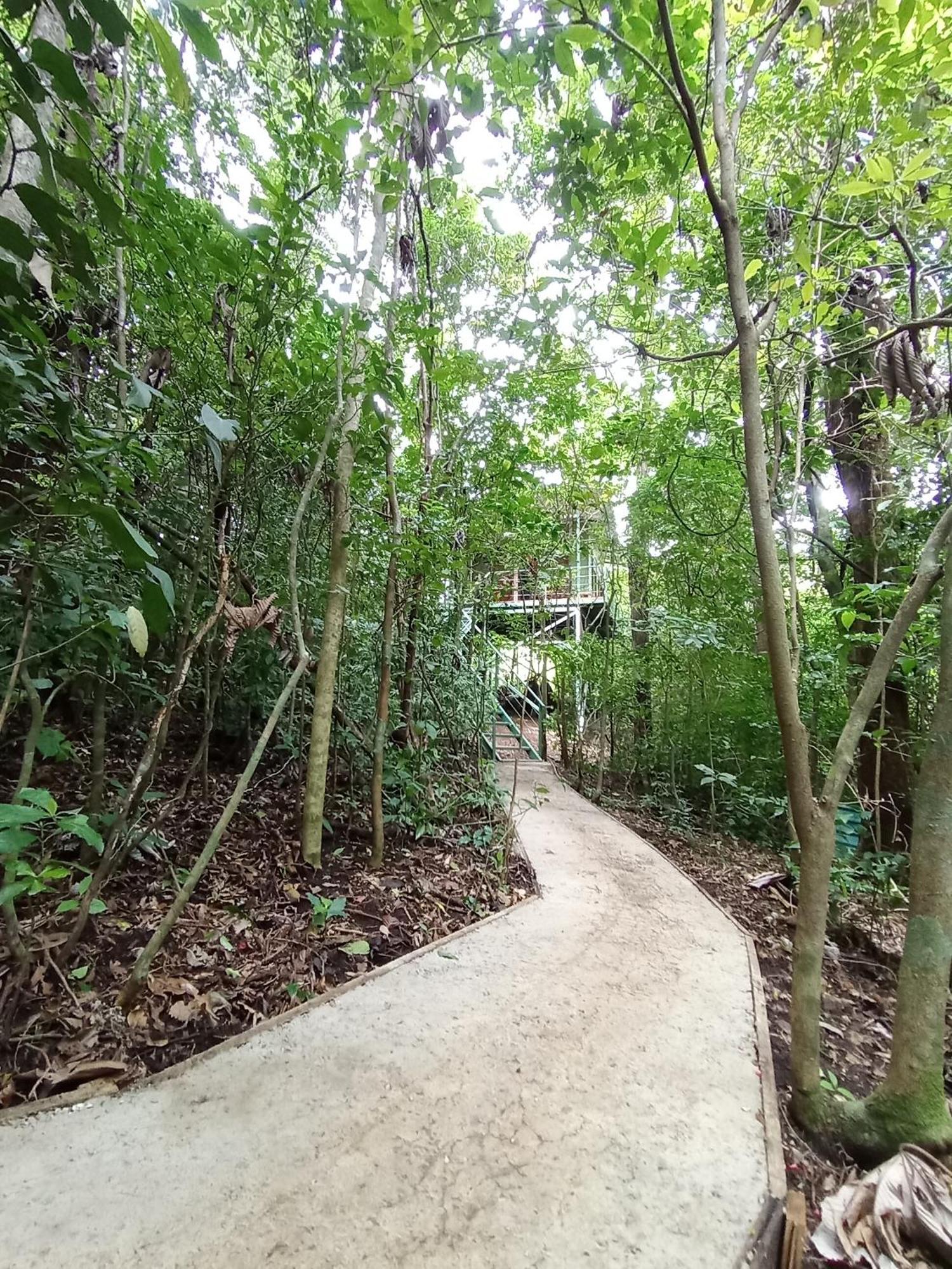 Jungle Living Tree Houses モンテベルデ エクステリア 写真