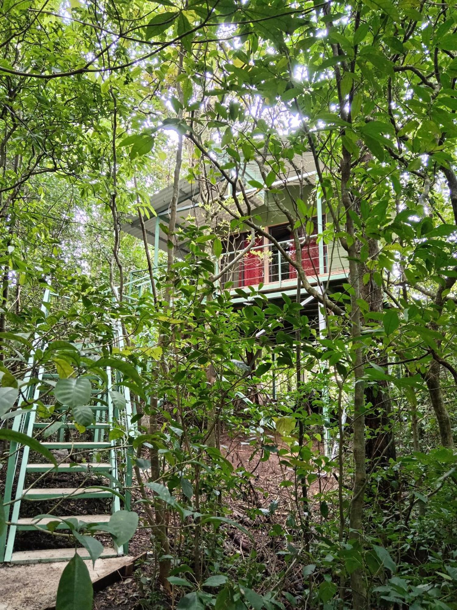 Jungle Living Tree Houses モンテベルデ エクステリア 写真