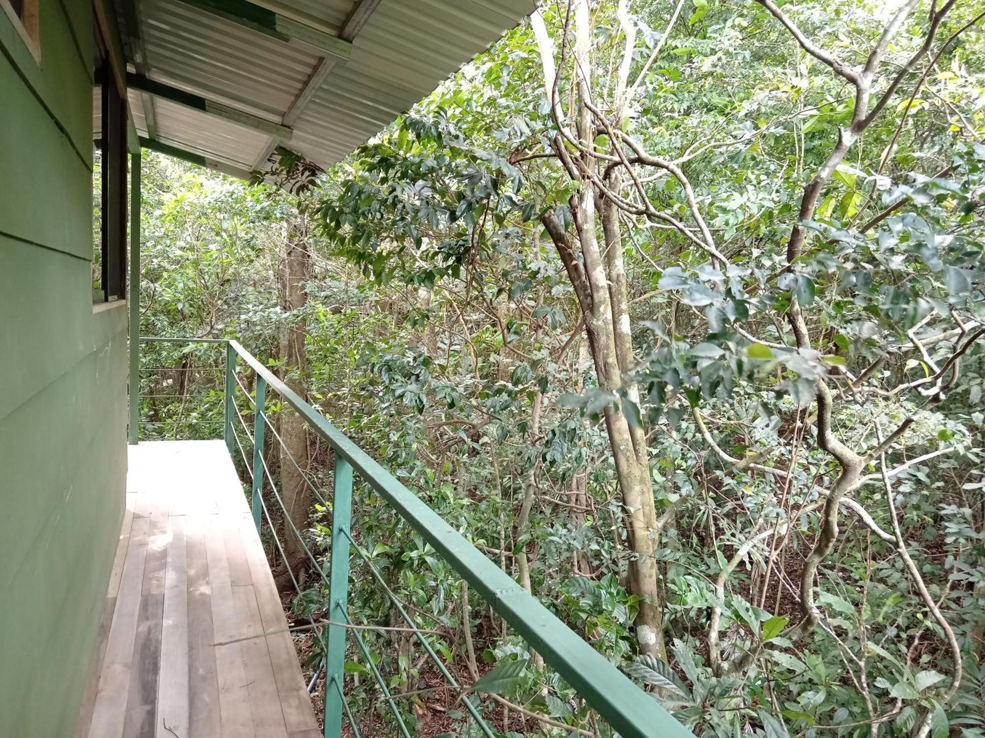 Jungle Living Tree Houses モンテベルデ エクステリア 写真