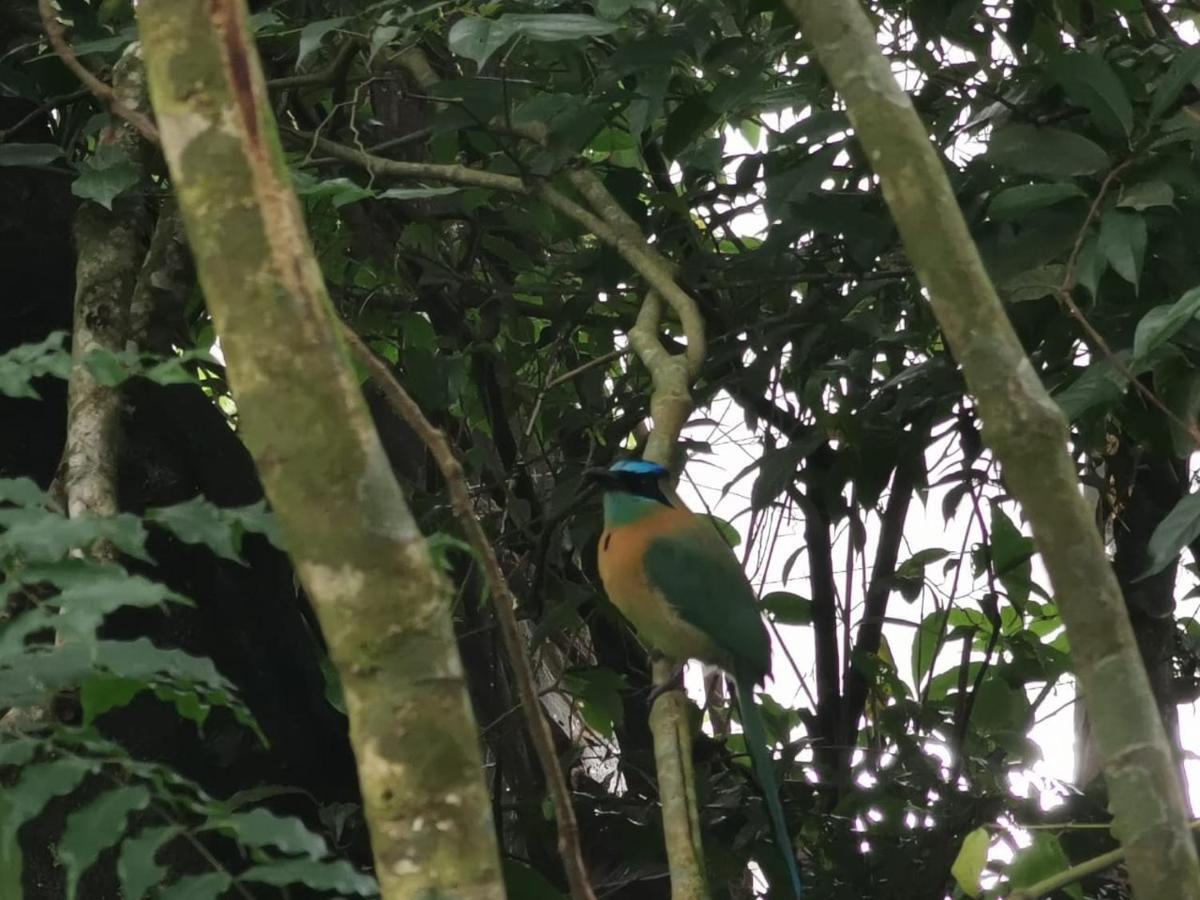 Jungle Living Tree Houses モンテベルデ エクステリア 写真